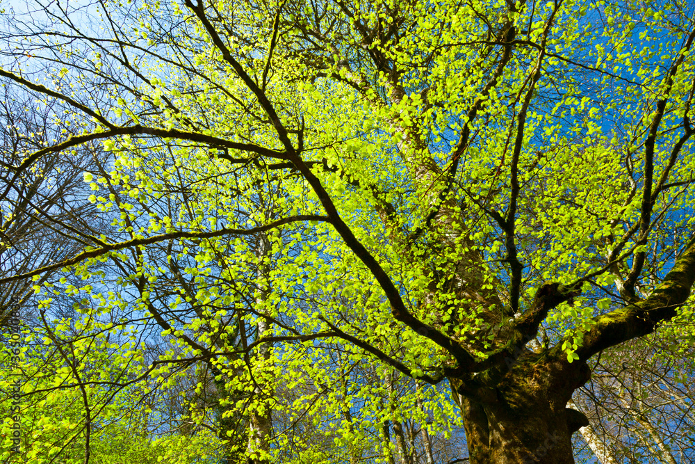 European Beech or Common Beech forest, Saja-Besaya Natural Park, Cantabria, Spain, Europe European Beech or Common Beech forest, Saja-Besaya Natural Park, Cantabria, Spain, Europe