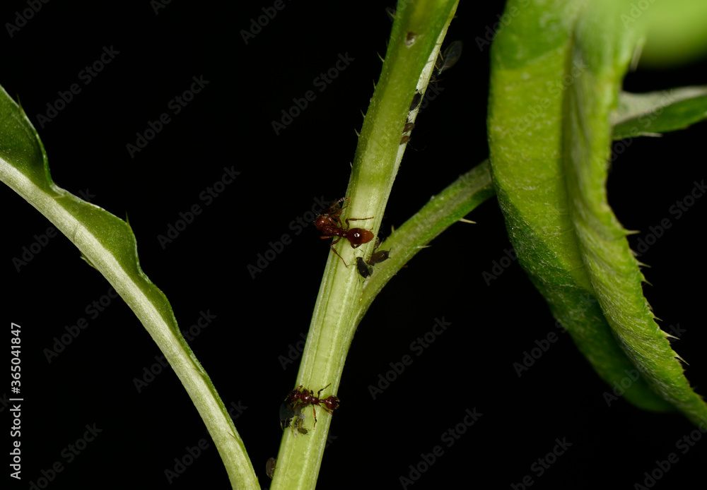 brown farmer ants serve field aphids as their herd on green stems against a black background brown farmer ants serve field aphids as their herd on green stems against a black background