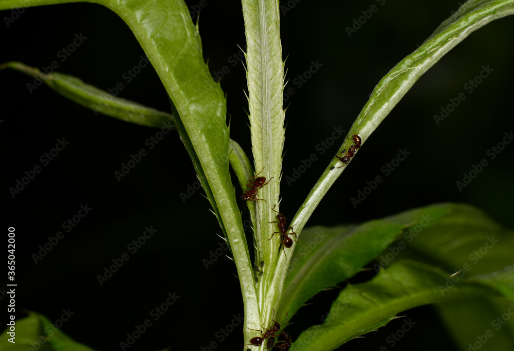 brown farmer ants serve field aphids as their herd on green stems against a black background brown farmer ants serve field aphids as their herd on green stems against a black background