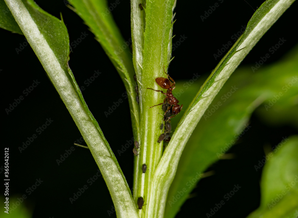 brown farmer ants serve field aphids as their herd on green stems against a black background brown farmer ants serve field aphids as their herd on green stems against a black background