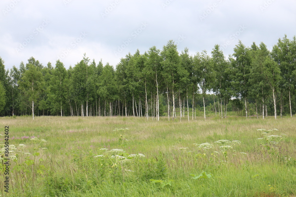 field and birch grove in summer in the village