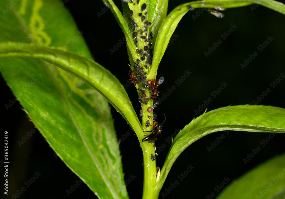 brown farmer ants serve field aphids as their herd on green stems against a black background brown farmer ants serve field aphids as their herd on green stems against a black background