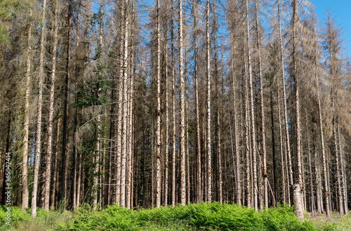 coniferous forest ravaged by bark beetles