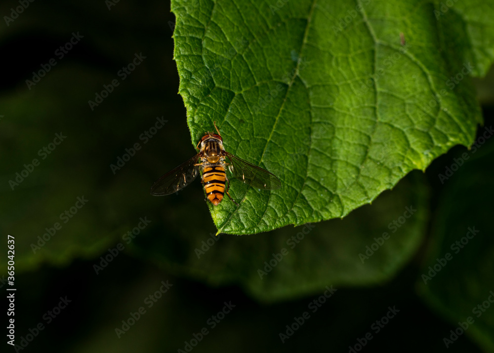 striped brown fly sits on a green plant stem striped brown fly sits on a green plant stem