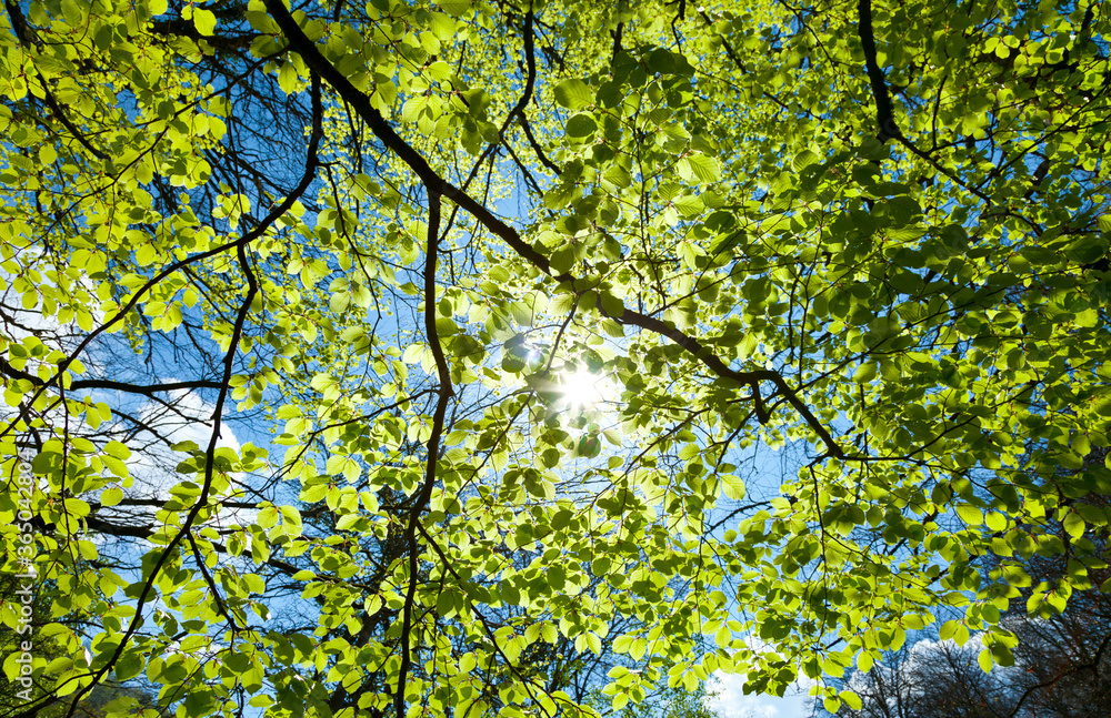 European Beech or Common Beech forest, Saja-Besaya Natural Park, Cantabria, Spain, Europe European Beech or Common Beech forest, Saja-Besaya Natural Park, Cantabria, Spain, Europe