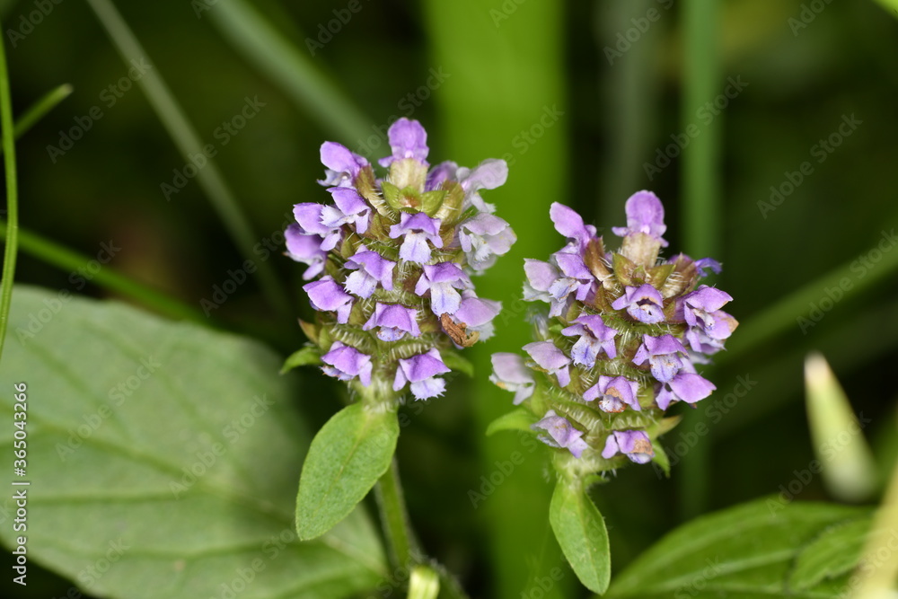 beautiful wild flowers close-up on a green background beautiful wild flowers close-up on a green background