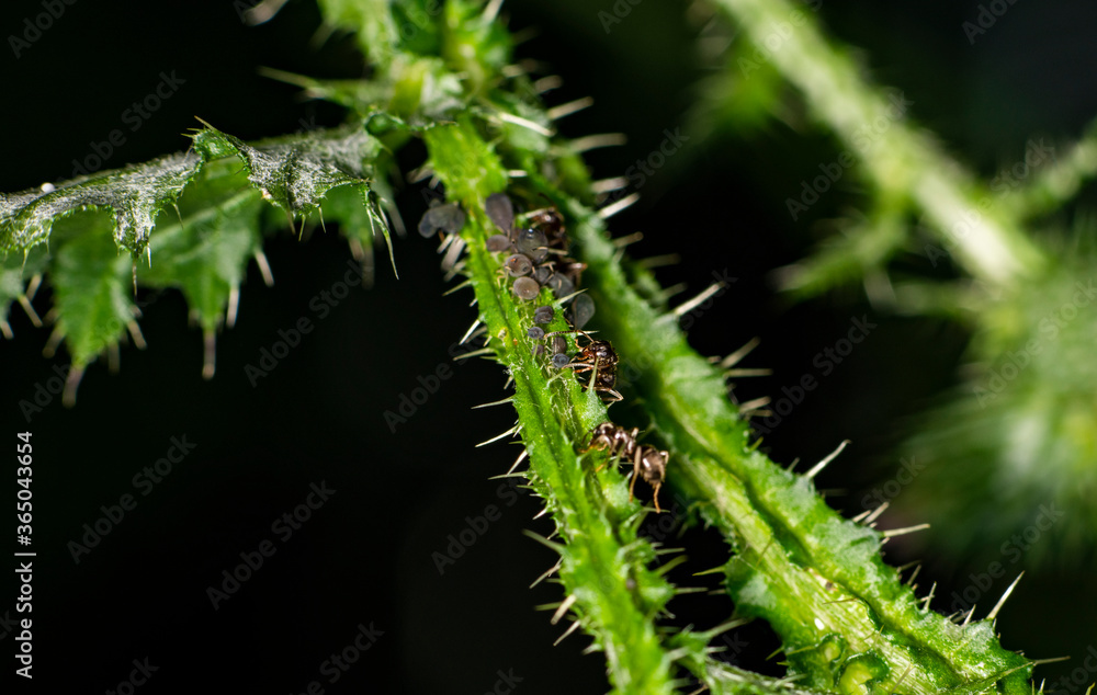 brown farmer ants serve field aphids as their herd on green stems against a black background brown farmer ants serve field aphids as their herd on green stems against a black background