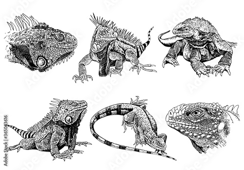 Graphical set of iguanas isolated on white, vector elements 