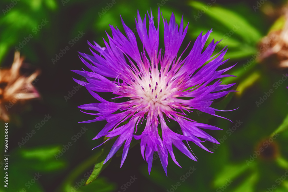 Knapweed close-up. Purple bright flower on a background of green leaves. Beautiful botanical floral background. Flowering plant from above view Knapweed close-up. Purple bright flower on a background of green leaves. Beautiful botanical floral background. Flowering plant from above view