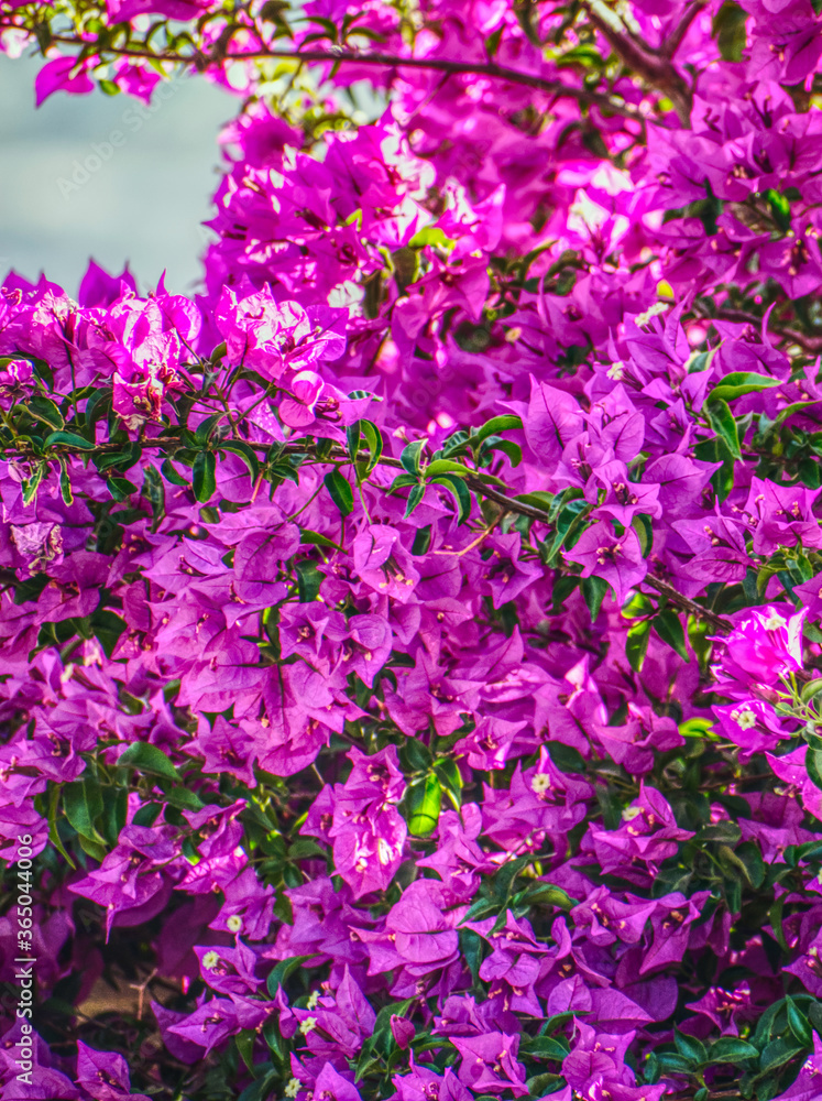 pink hydrangea flowers