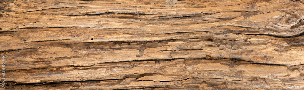 Obraz premium wood texture background