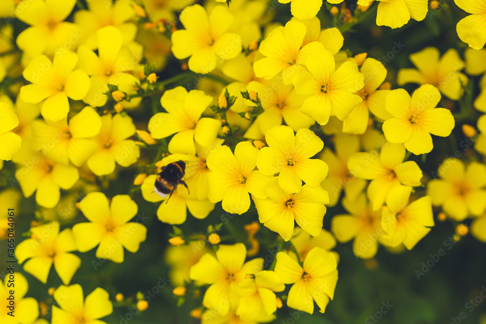 Yellow floral background. Golden flax linum. Bright yellow flowers and a bumblebee close-up. Festive sunny background for congratulations, design, cards and posters. Yellow floral background. Golden flax linum. Bright yellow flowers and a bumblebee close-up. Festive sunny background for congratulations, design, cards and posters.