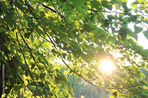 Sunlight through the trees on a summer evening in the village