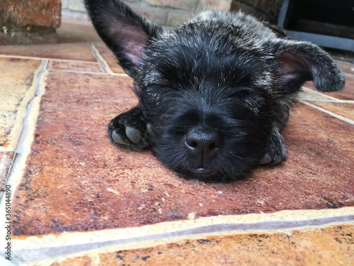 Cuadro en lienzo Cairn terrier puppy