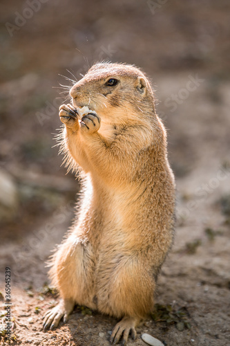 Foto Prairie Dog eating a snack held between his paws