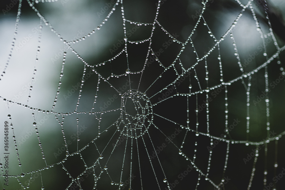 Close up of spider net with water drops. Macro dew drops on spider web. Shiny dew drops on spider net.