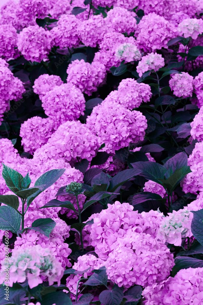 pink and purple hydrangea