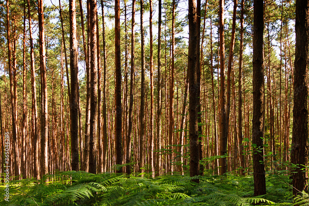 Fototapeta premium Wald mit Farn im Vordergrund