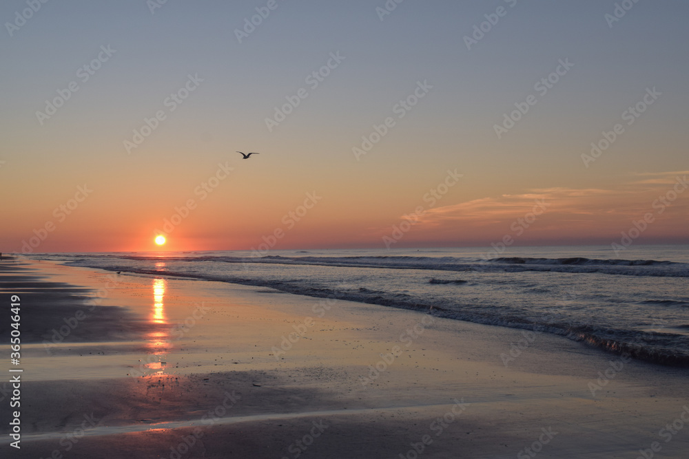 Jersey Shore Sunrise Over Ocean With Seagull