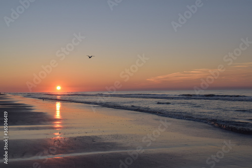 Jersey Shore Sunrise Over Ocean With Seagull