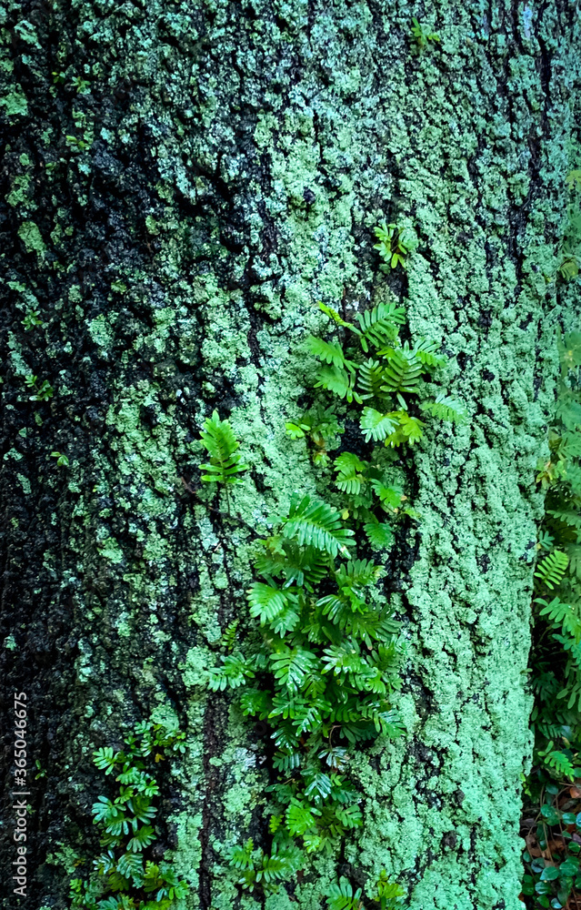 Obraz premium Moss on a tree