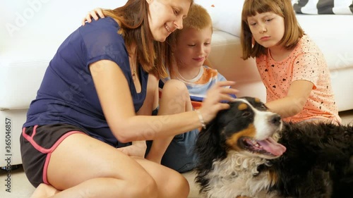 beautiful Bernese mountain dog receives pampering from his owners lying on the floor of the house
