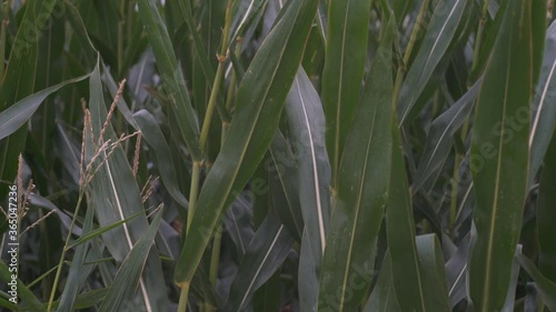 The corn cultivation for animal feed and for the production of agro-fuel and biogas can be viewed critically