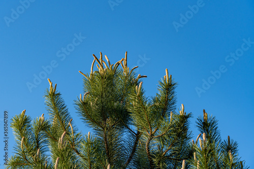 Austrian pine or black pine (Pinus Nigra) against blue sky. Young shoots on branches of Austrian pine. Evergreen landscaped garden. Landscape for any wallpaper. There is place for text. photo