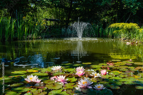 Magical garden pond with blooming water lilies and lotuses. There is beautiful cascading fountain in pond. Evergreens and aquatic plants are reflected in water. Atmosphere of relaxation and rest.