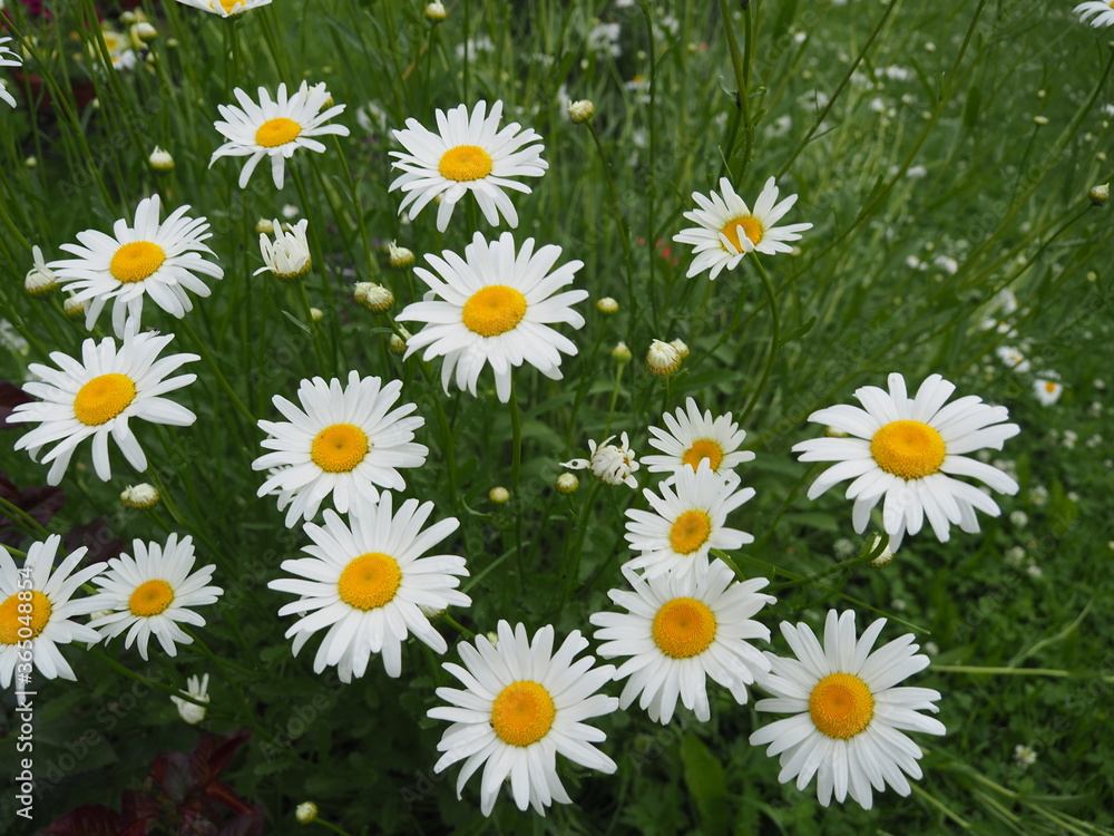 Large bouquet of wild daisies Large bouquet of wild daisies