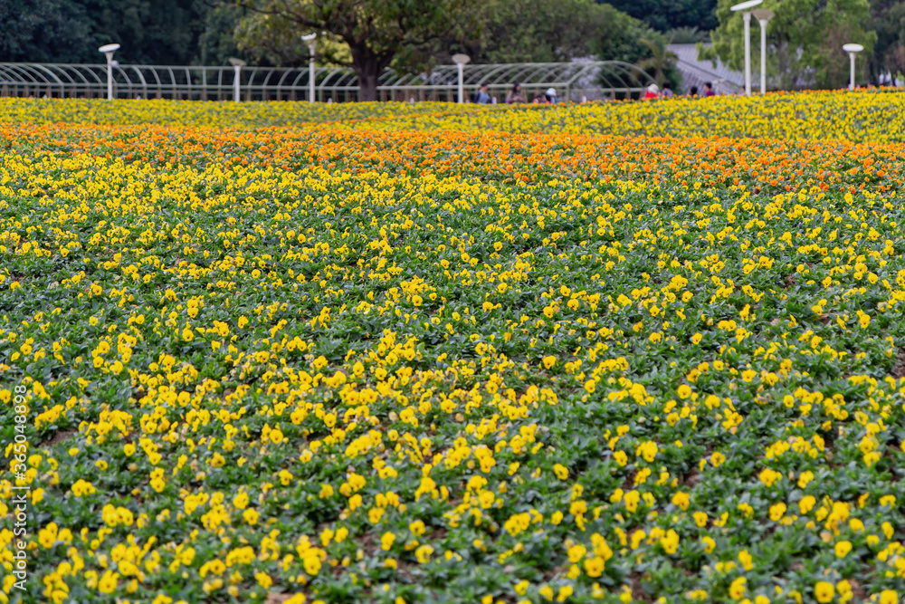 Obraz premium Many colorful Pansy flower blossom on the ground