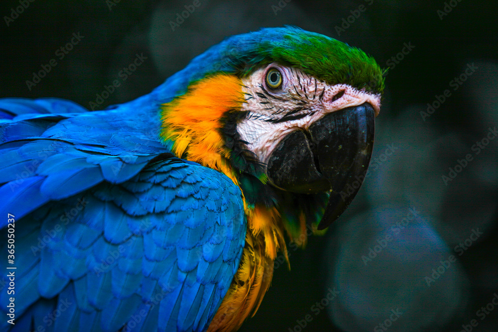Obraz premium Pantanal Blue Macaw