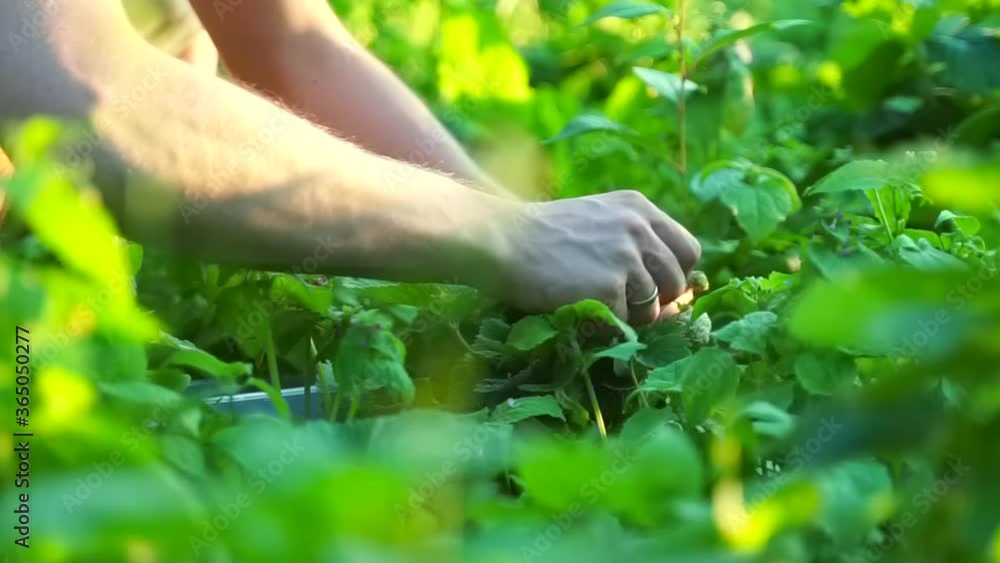 male hands collecting fresh red strawberries. Blossoming of ripe strawberry bush. Farmer hand picking young strawberry in bowl. seasonal harvest in vegetable garden. organic green plant male hands collecting fresh red strawberries. Blossoming of ripe strawberry bush. Farmer hand picking young strawberry in bowl. seasonal harvest in vegetable garden. organic green plant