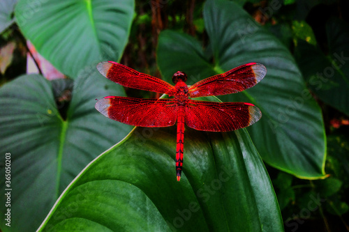 Red dragonflies on green leaves © ID99
