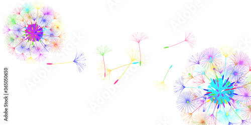 Dandelion background.