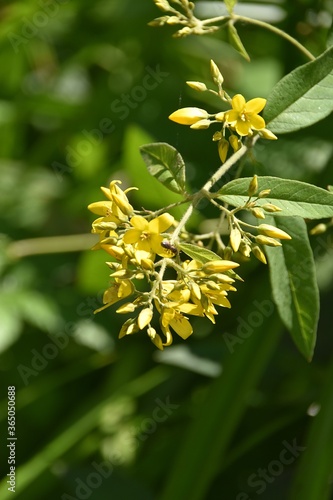 Żółte kwiaty latem