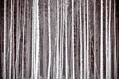 pine trees forest looking like a bar code.          