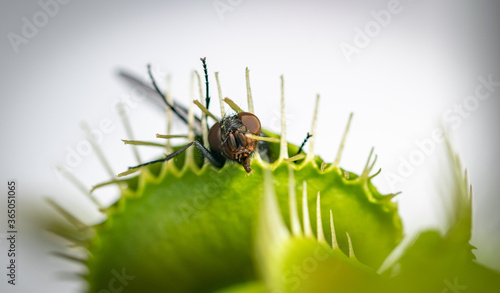 Fotografie one unlucky green bottle fly trapped inside a hungry venus fly trap