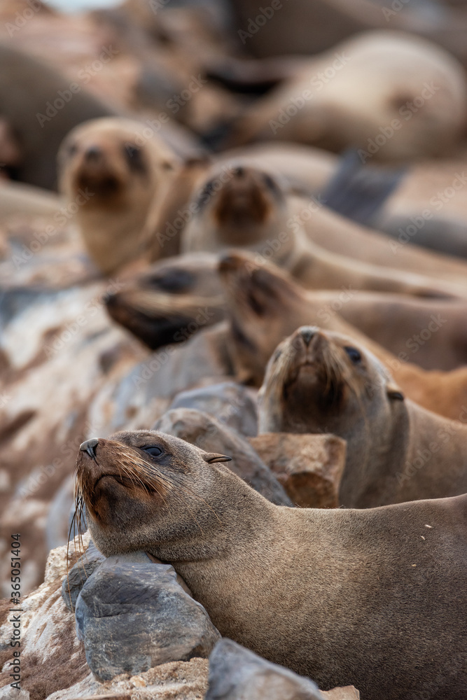 Fototapeta premium Cape Cross seal colony at the Cape Cross Seal Reserve, Atlantic coast of Namibia. That is one of the biggest seal colony in Africa.