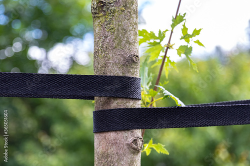 The tape supports the tree trunk for proper growth. Close-up.