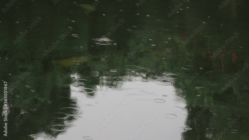 Rain Drops in the Pond, Spring Season Rain Drops in the Pond, Spring Season