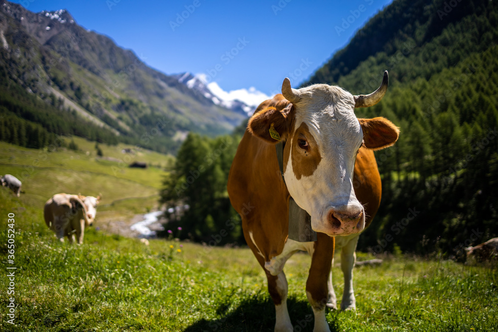 Mucca valle Alto-Adige, Italia