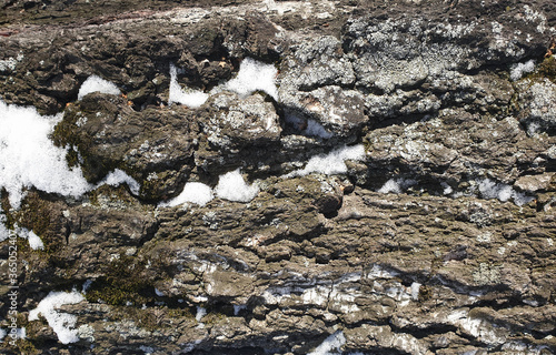 The texture of the tree bark