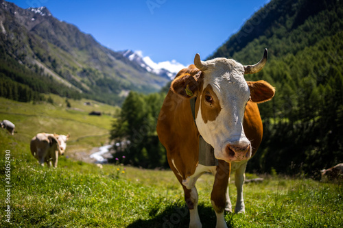 Mucca valle Alto-Adige, Italia