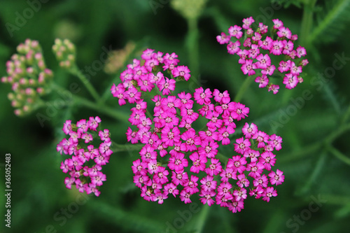 Yarrow pink flowers in the garden