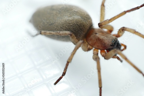 Ammen Dornfinger Cheiracanthium punctorium von der Seite photo