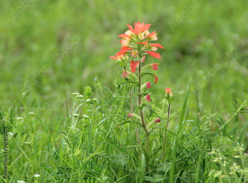 Stand Alone Indian Paintbrush