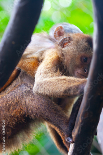 
Long-tailed monkey and its little son photo