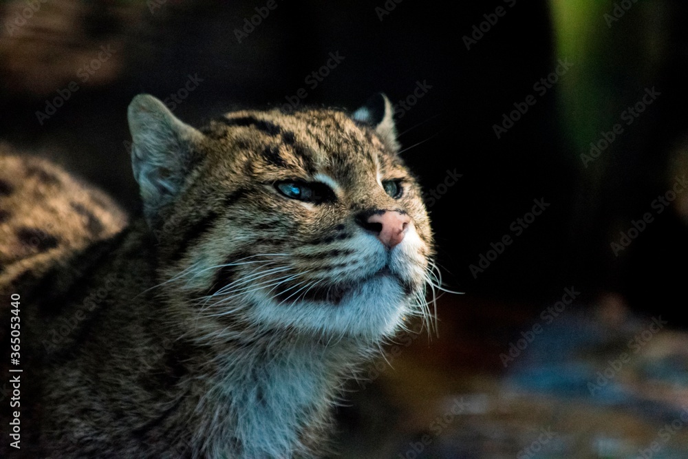 Fototapeta premium Palllas's cat at the zoo