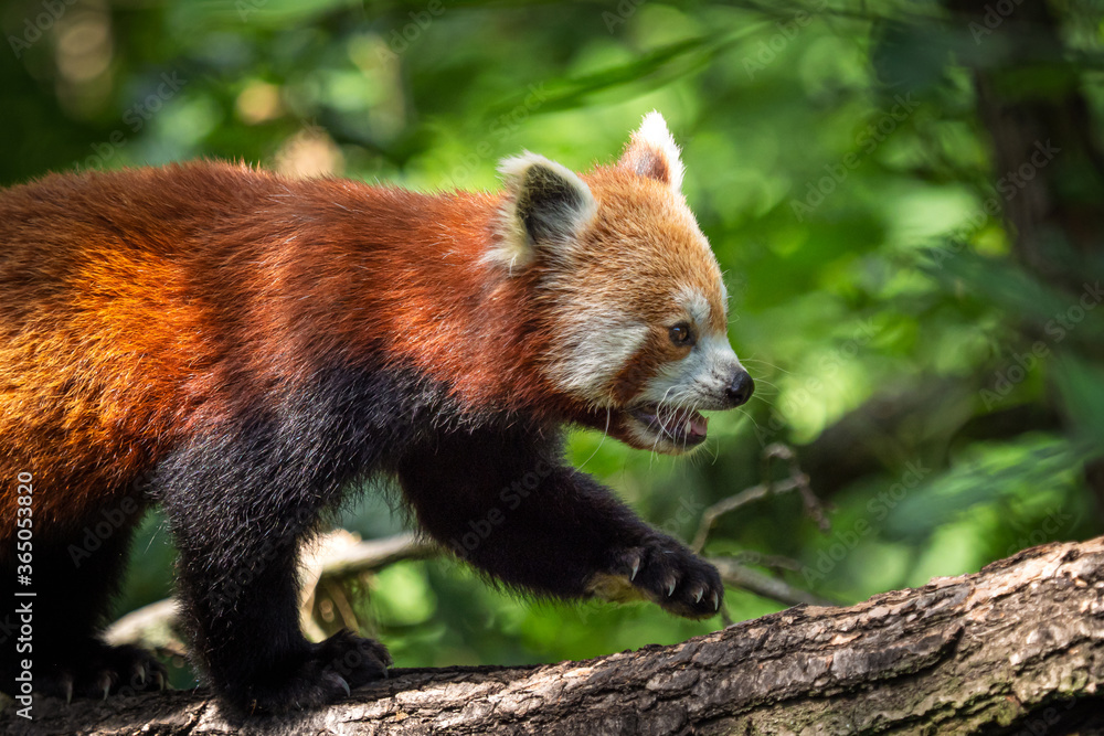 Fototapeta premium Red panda (Ailurus fulgens) on the tree. Cute panda bear in forest habitat.